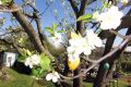 Ostern im Kleingarten, Foto: Karola Buswell