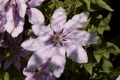 Clematis, Foto: Thomas Michoff